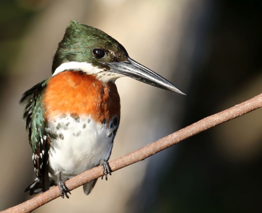 9.  KINGFISHER..   GREEN.   male.  BRAZIL  S.AM..jpg