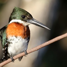 9.  KINGFISHER..   GREEN.   male.  BRAZIL  S.AM..jpg