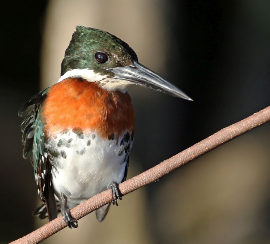 10.  KINGFISHER..   GREEN.   male.   BRAZIL  S.AM..jpg
