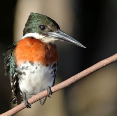 10.  KINGFISHER..   GREEN.   male.   BRAZIL  S.AM..jpg
