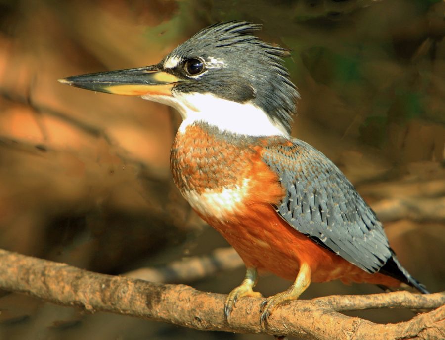 11.  KINGFISHER RINGED  male  BRAZIL  S.AM..jpg