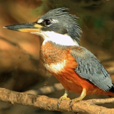 11.  KINGFISHER RINGED  male  BRAZIL  S.AM..jpg