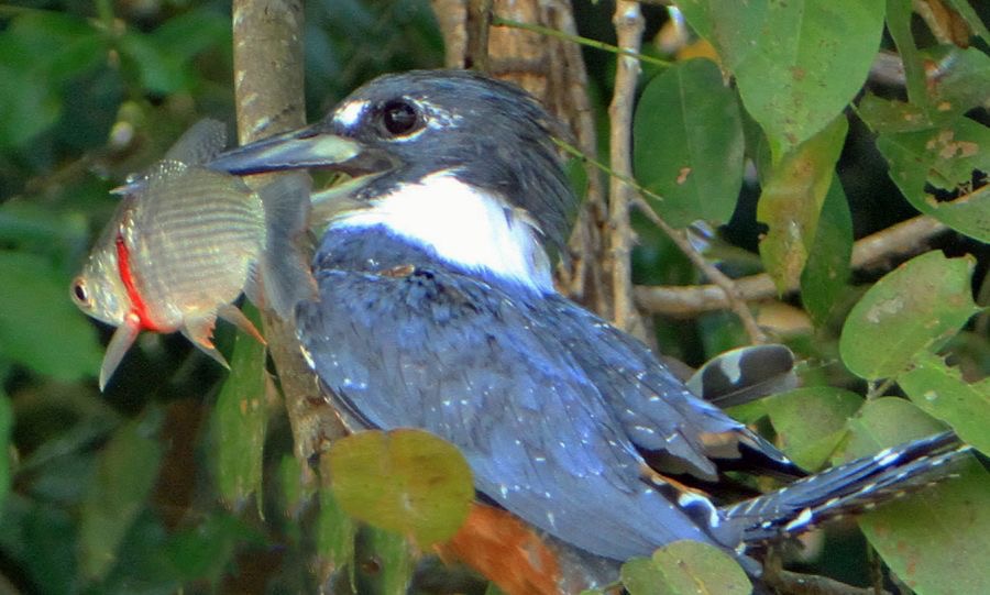 12.  KINGFISHER.   RINGED  male   with Fish   BRAZIL  S.AM..JPG