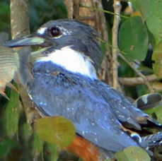 12.  KINGFISHER.   RINGED  male   with Fish   BRAZIL  S.AM..JPG