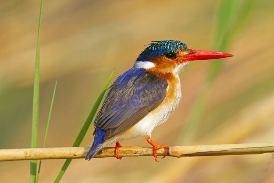 14.  KINGFISHER MALACHITE  BOTSWANA. AFRICA.jpg
