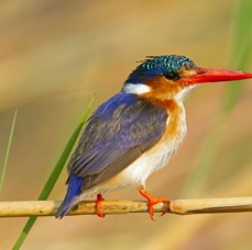 14.  KINGFISHER MALACHITE  BOTSWANA. AFRICA.jpg