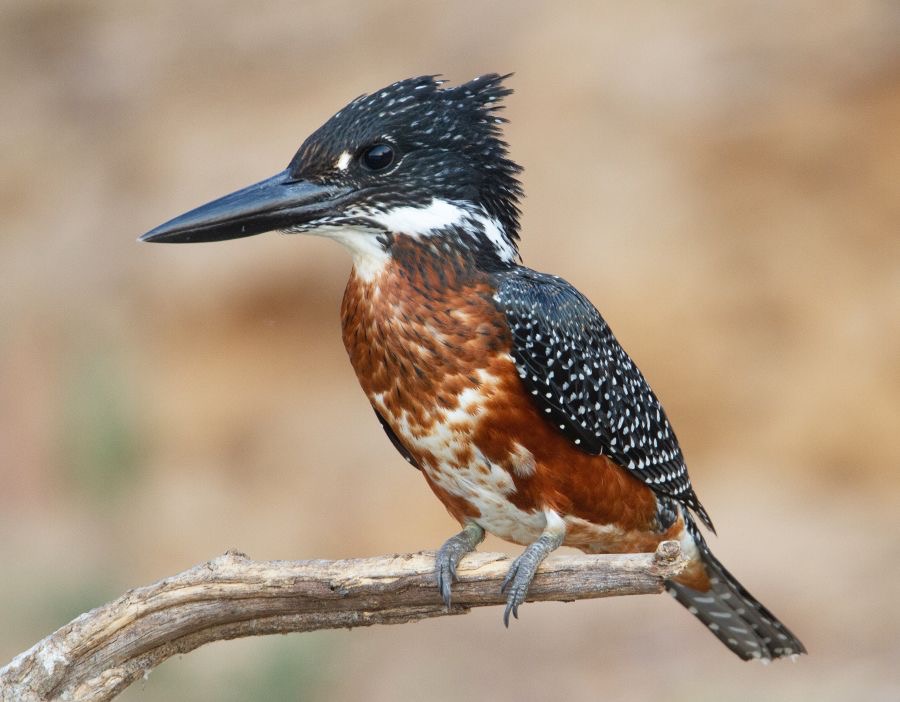 15.  KINGFISHER.  GIANT.   BOTSWANA.  AFRICA.jpg
