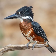 15.  KINGFISHER.  GIANT.   BOTSWANA.  AFRICA.jpg