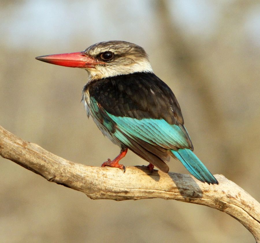 17.  KINGFISHER.  BROWN -HOODED male SOUTH AFRICA.JPG