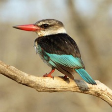 17.  KINGFISHER.  BROWN -HOODED male SOUTH AFRICA.JPG