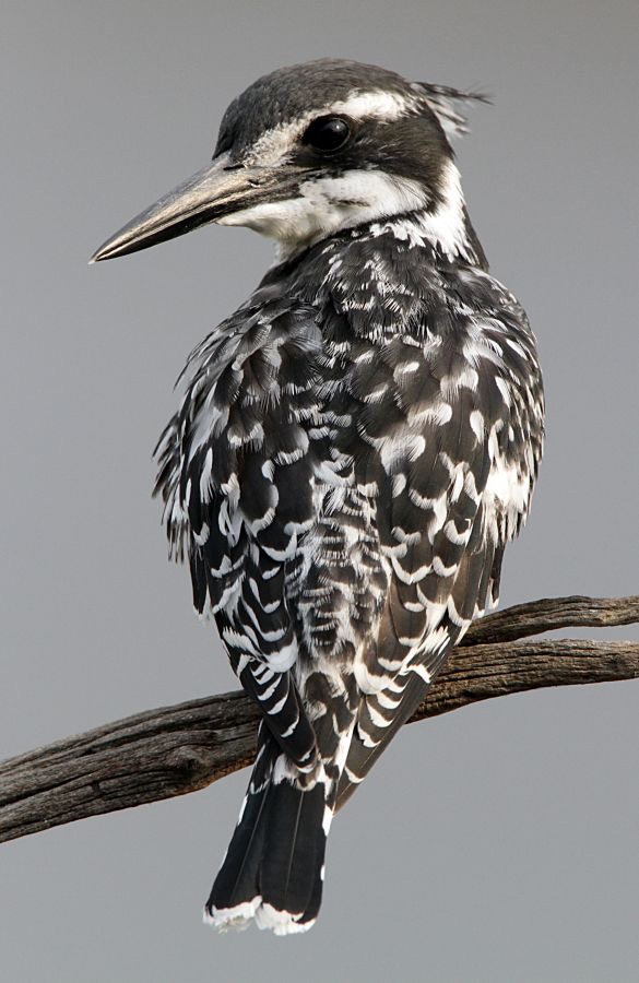 18.  KINGFISHER        PIED       SOUTH AFRICA.jpg