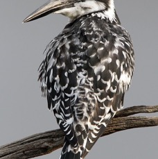18.  KINGFISHER        PIED       SOUTH AFRICA.jpg