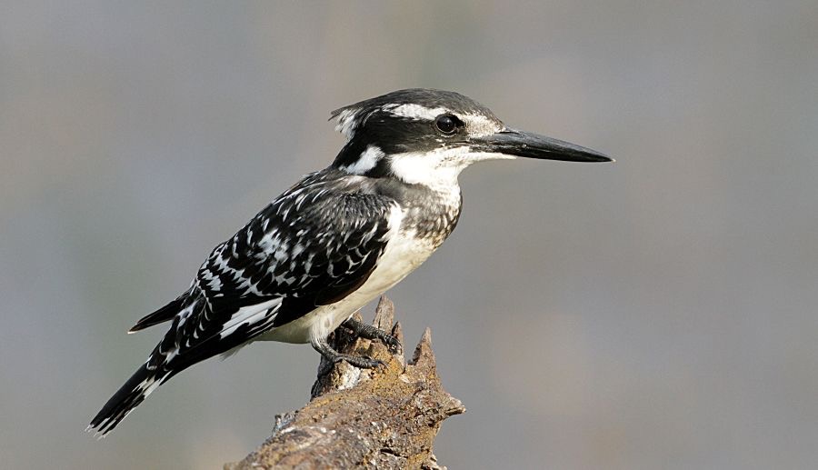 19.  KINGFISHER    PIED            SOUTH AFRICA.jpg