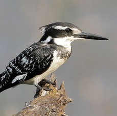19.  KINGFISHER    PIED            SOUTH AFRICA.jpg