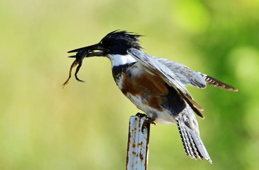 20.    KINGFISHER     BELTED  female   with Frog          FLORIDA  U.S.A..JPG