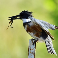 20.    KINGFISHER     BELTED  female   with Frog          FLORIDA  U.S.A..JPG
