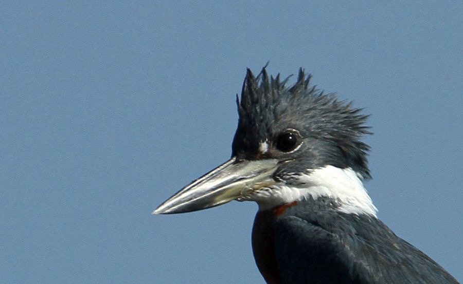 21.  KINGFISHER  BELTED  male  COSTA RICA.jpg