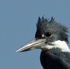 21.  KINGFISHER  BELTED  male  COSTA RICA.jpg