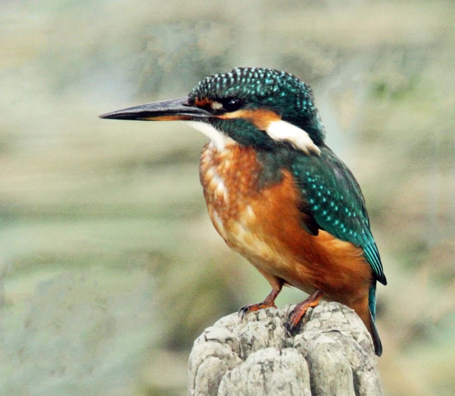 22.  KINGFISHER  COMMON.         U.K. &  EUROPE.JPG