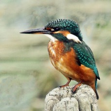 22.  KINGFISHER  COMMON.         U.K. &  EUROPE.JPG