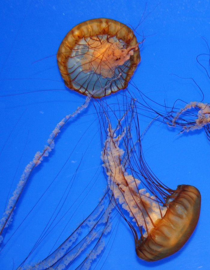 MONTEREY BAY. AQUARIUM.  JELLIES ..jpg