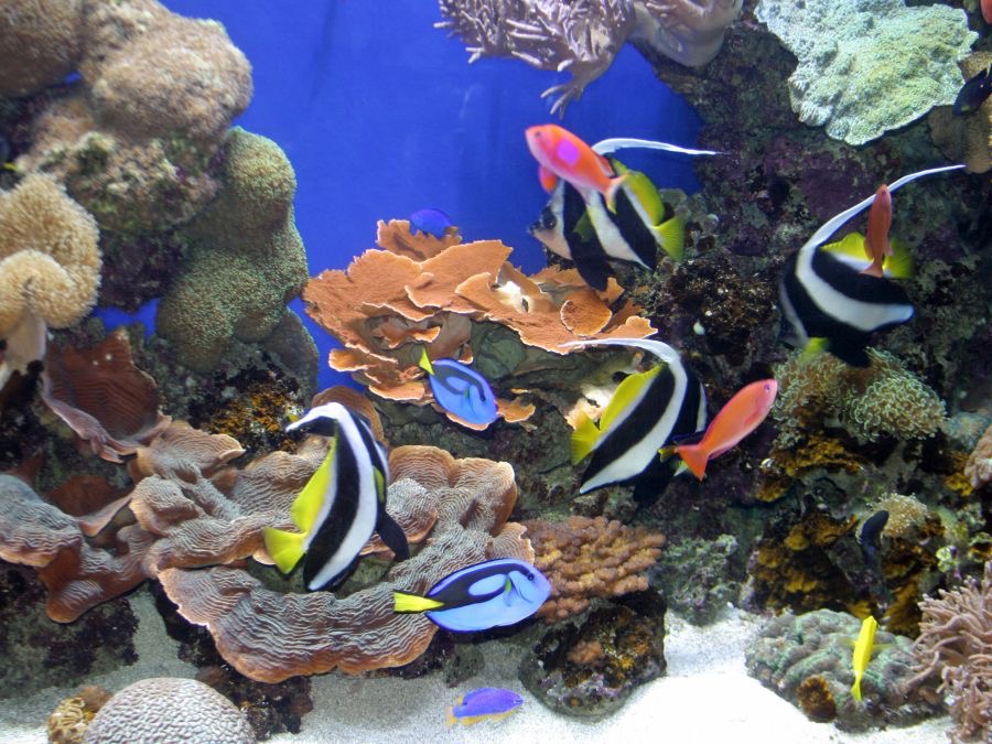 MONTEREY BAY. AQUARIUM. SMALL FISH.jpg