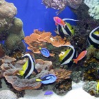 MONTEREY BAY. AQUARIUM. SMALL FISH.jpg