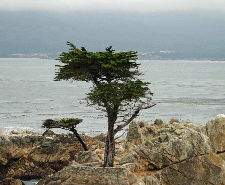 MONTEREY BAY. LONE CYPRESS. VIEW.jpg