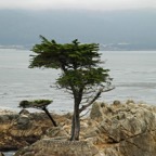 MONTEREY BAY. LONE CYPRESS. VIEW.jpg