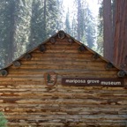 YOSEMITE.. MARIPOSA GROVE.JPG