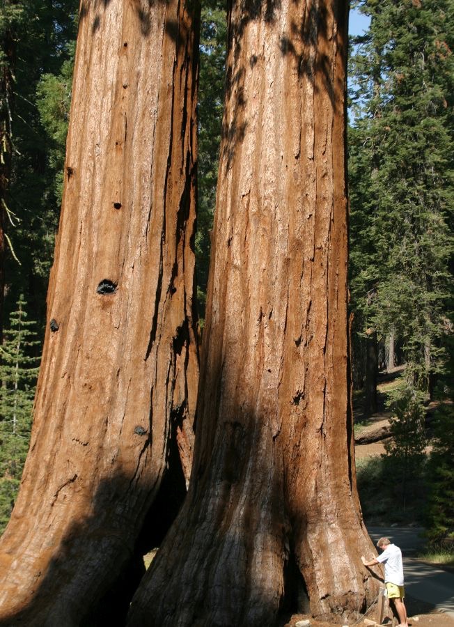 YOSEMITE...  MARIPOSA SEQUOIA TREES..jpg