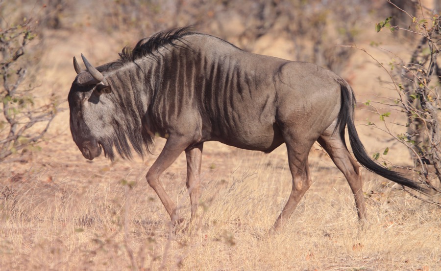 BLUE  WILDEBEEST.jpg