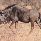 BLUE  WILDEBEEST.jpg