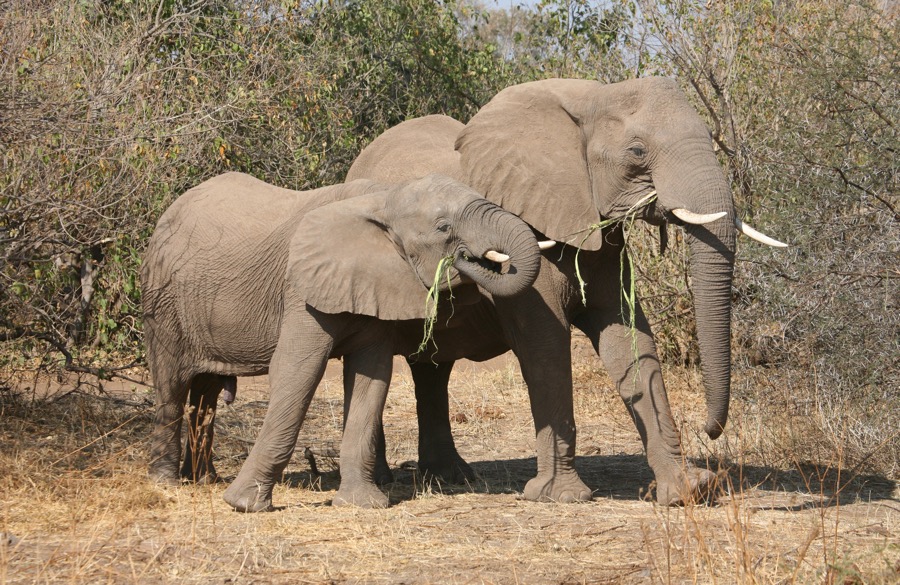 ELEPHANT        tug of war.jpg