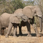 ELEPHANT        tug of war.jpg