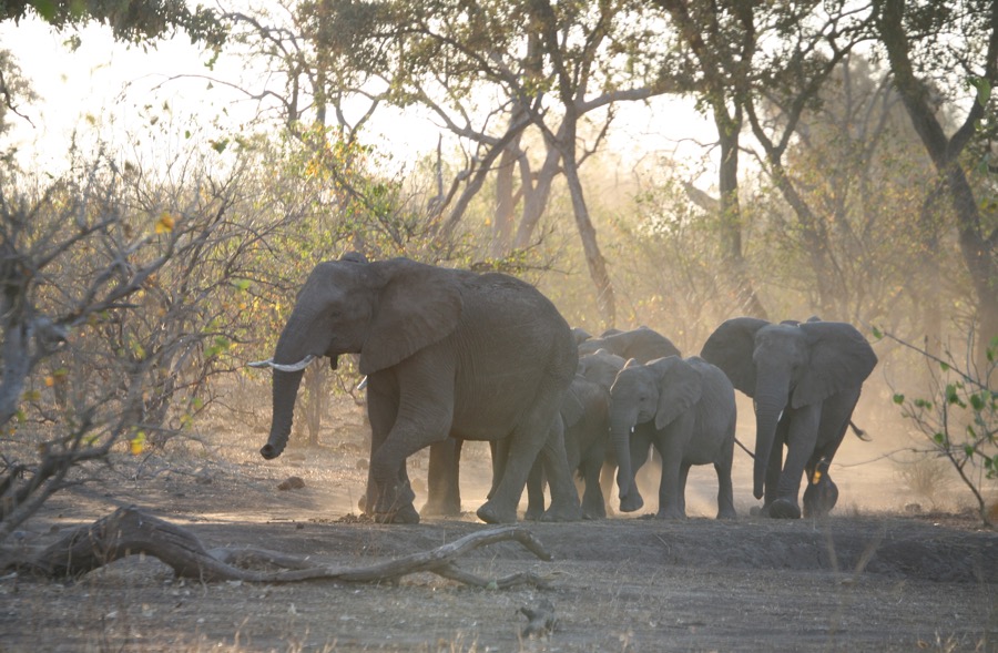 ELEPHANT family raising the dust.jpg