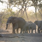 ELEPHANT family raising the dust.jpg