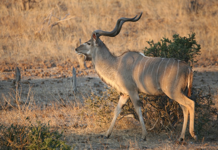 GREATER  KUDU.jpg