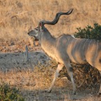GREATER  KUDU.jpg