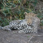 LEOPARD resting in dry  river bed.jpg