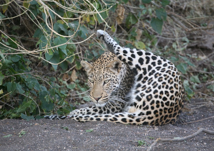 LEOPARD washing.jpg