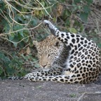 LEOPARD washing.jpg