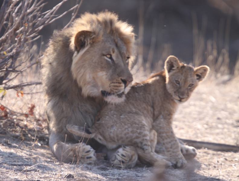 LION  male   with cub.jpg