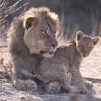 LION  male   with cub.jpg