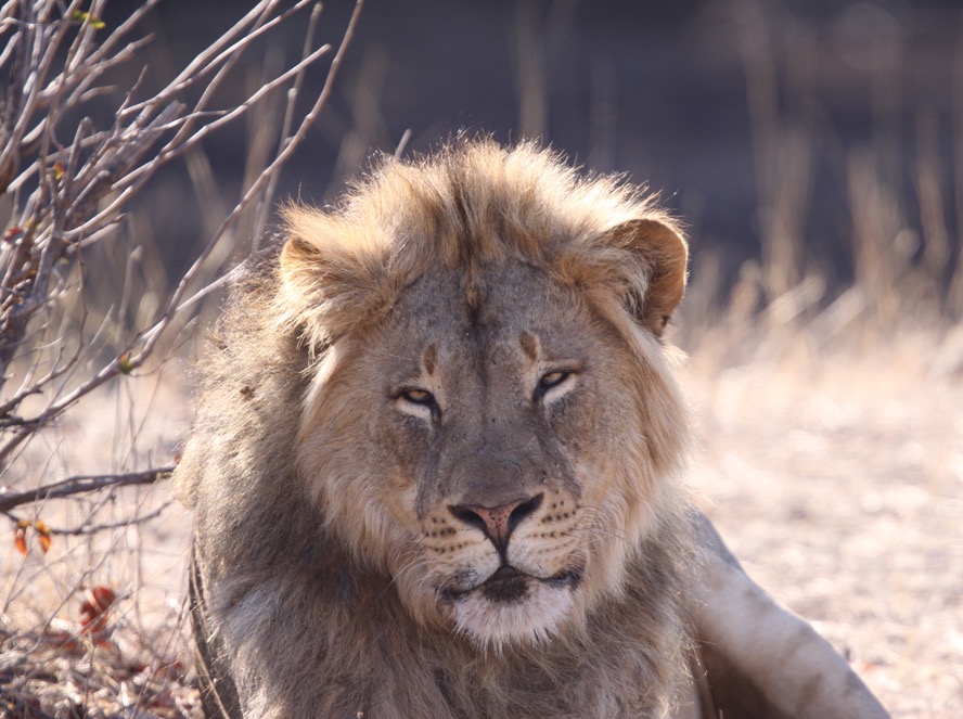 LION  male (2).jpg