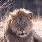 LION  male (2).jpg