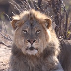 LION  male.jpg