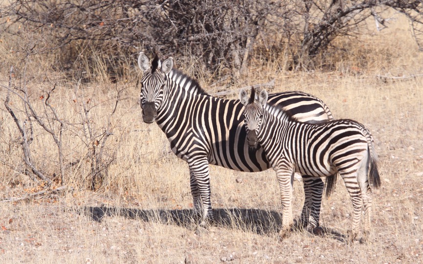 PLAINS ZEBRA.jpg