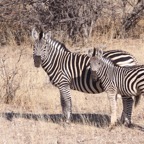 PLAINS ZEBRA.jpg