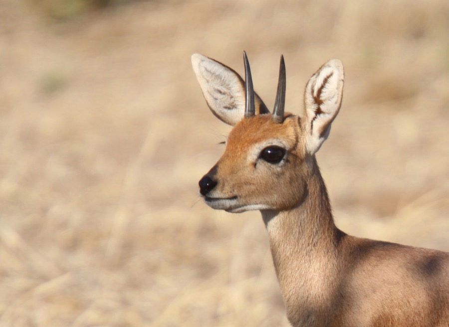STEENBOK   male.jpg